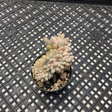 Load image into Gallery viewer, Pachyveria Pachyphytodies Cristate