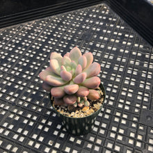 Load image into Gallery viewer, Pachyveria hybrid sp