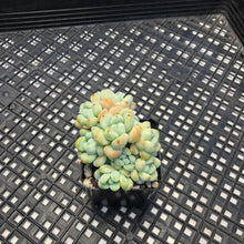 Load image into Gallery viewer, Sedum Clavatum