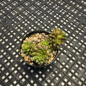 Cremnosedum ‘Little Gem’ Variegated