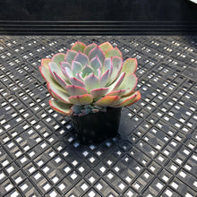 Load image into Gallery viewer, Echeveria ‘Laulensis’