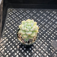 Load image into Gallery viewer, Sedum clavatum variegated
