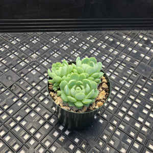 Echeveria ‘Sugar Princess’