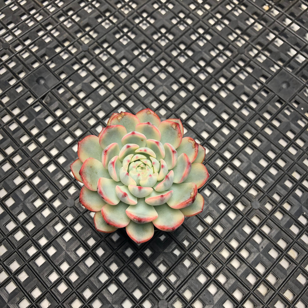 Echeveria minima variegated