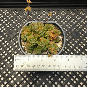 Crassula ‘Dorothy’
