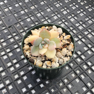 Echeveria ‘Orange Monroe’ Variegated