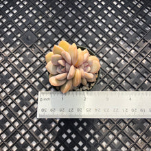 Load image into Gallery viewer, Echeveria ‘Tiramisu’