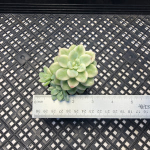 Sedum clavatum variegated